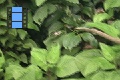 Scene 63_hssflight_Forcing Morpho peleides to take off leaf